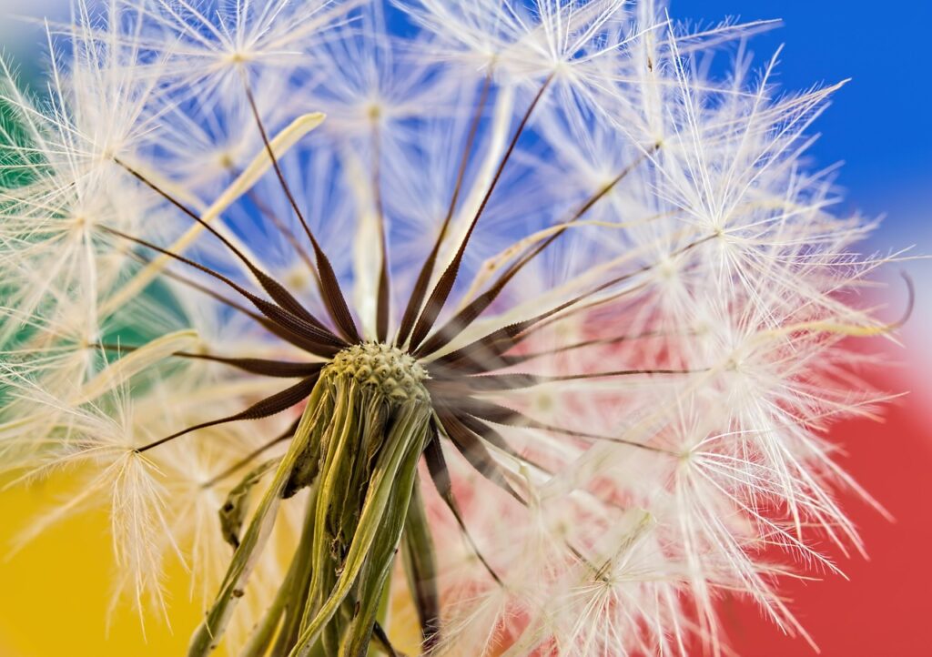 dandelion, seed head, plant, red-seeded dandelion, taraxacum erythrospermum, flora, meadow, nature, closeup, dandelion, dandelion, dandelion, dandelion, dandelion