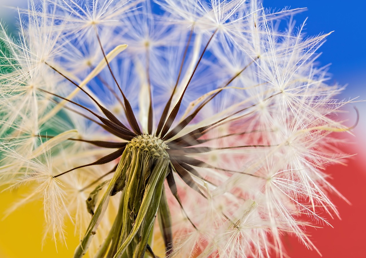 dandelion, seed head, plant, red-seeded dandelion, taraxacum erythrospermum, flora, meadow, nature, closeup, dandelion, dandelion, dandelion, dandelion, dandelion